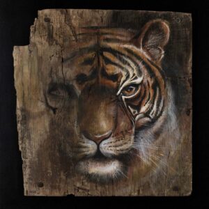 Tiger on old Ply
